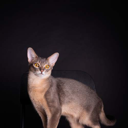 Photo #8674120