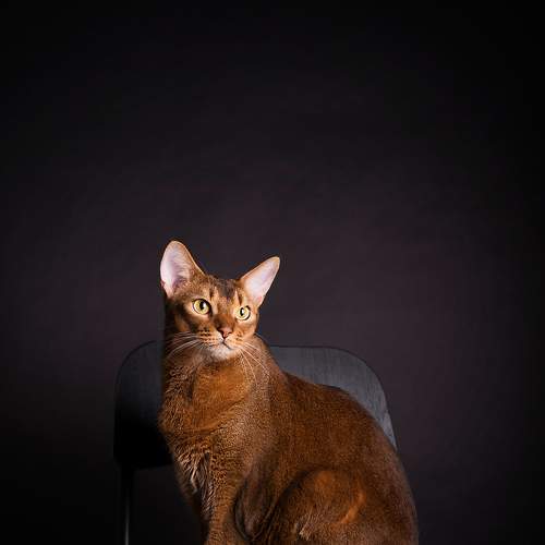 Photo #8674121