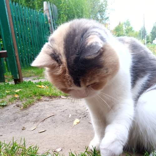 Photo #8674148