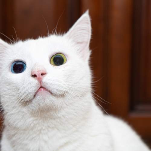 Photo #8675739