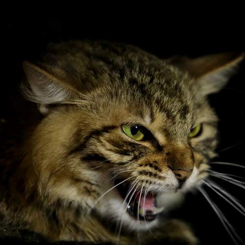Photo #8676020