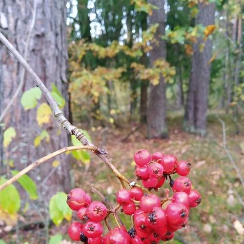 Photo #8676051