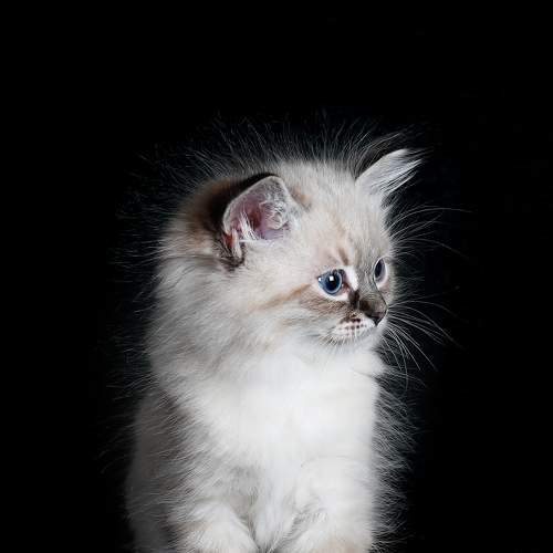 Photo #8676594