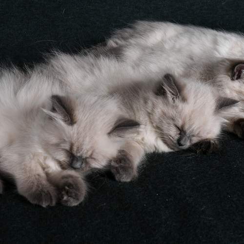 Photo #8676597
