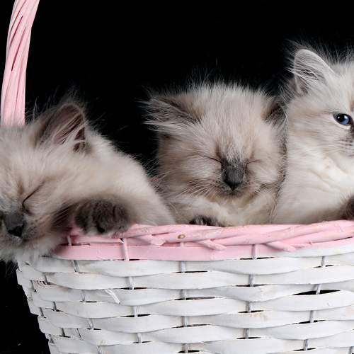 Photo #8676644
