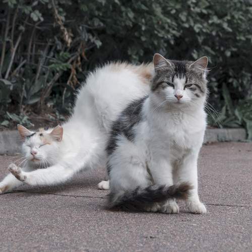 Photo #8676852
