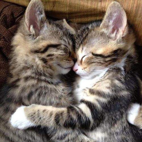 Photo #8676879