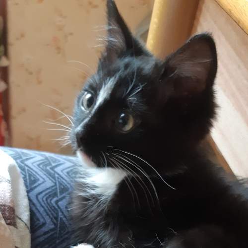 Photo #8677150