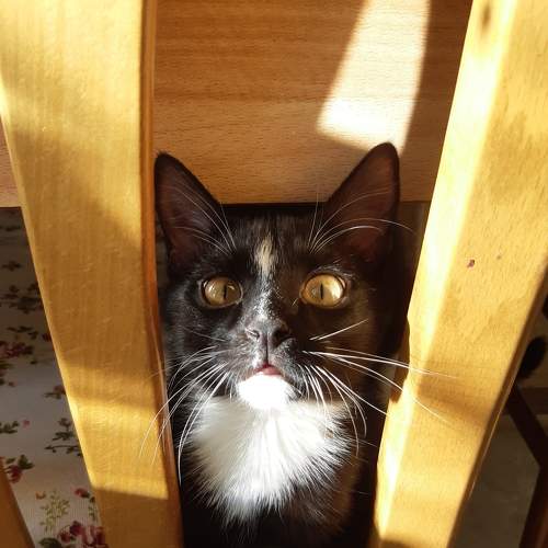 Photo #8677157