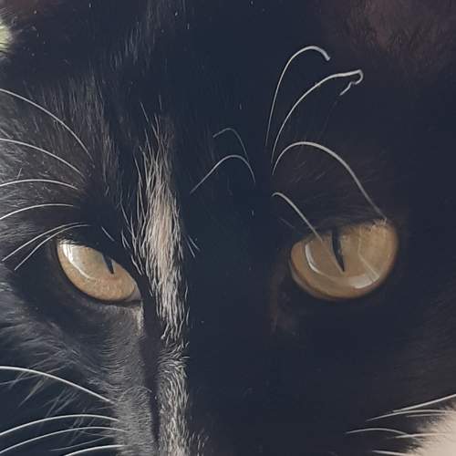 Photo #8677207