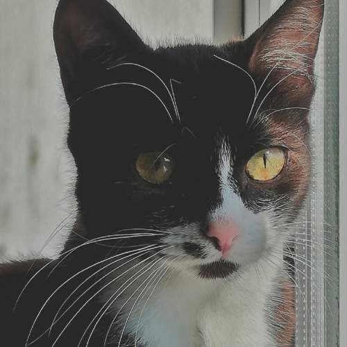 Photo #8677961