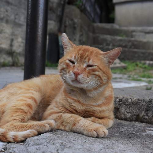 Photo #8678719