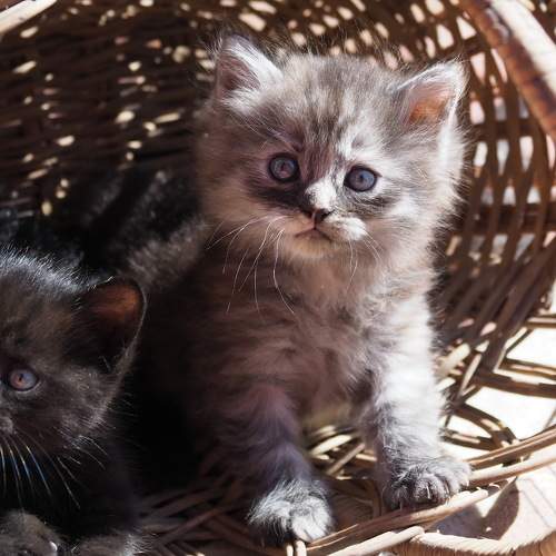 Photo #8678730