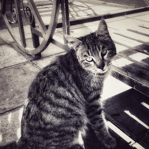 Photo #8679134
