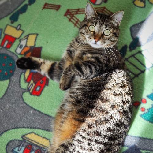 Photo #8679627