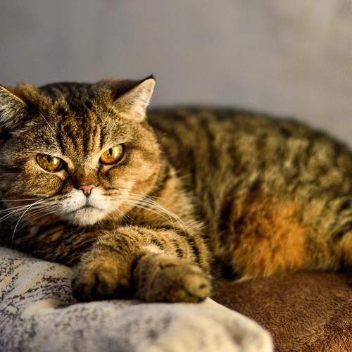 Photo #8680469