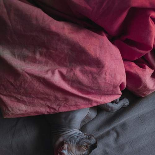 Photo #8680533