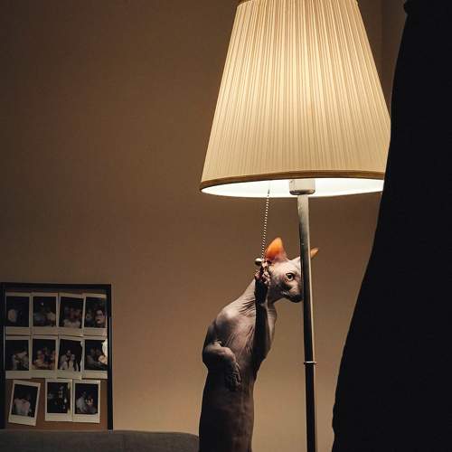 Photo #8680548