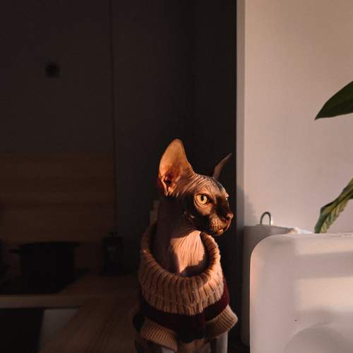 Photo #8680553