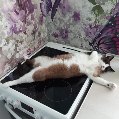 Photo #8680831