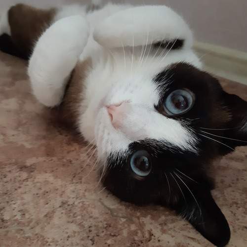 Photo #8680845