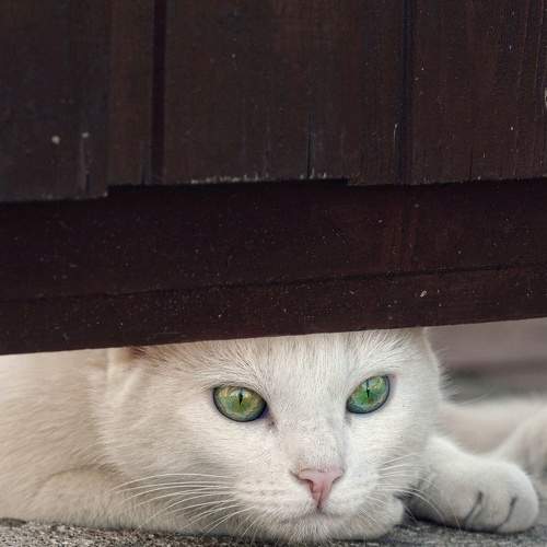 Photo #8680940