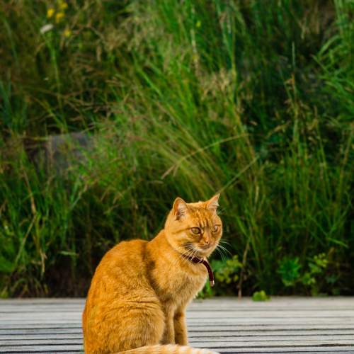 Photo #8681995
