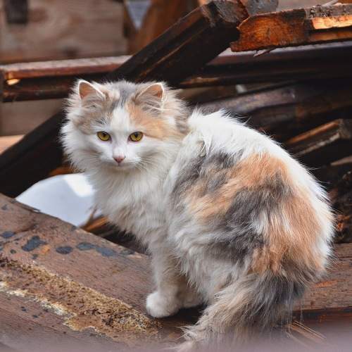 Photo #8682185