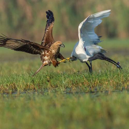 Duel