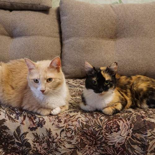 Photo #8682455