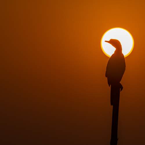 Bird Eclipse
