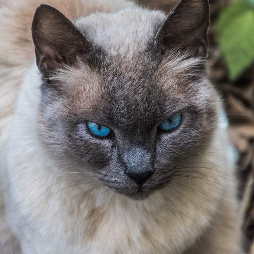 Photo #8682754