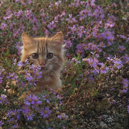 Photo #8682819