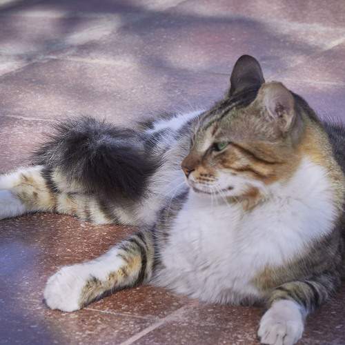 Photo #8683030
