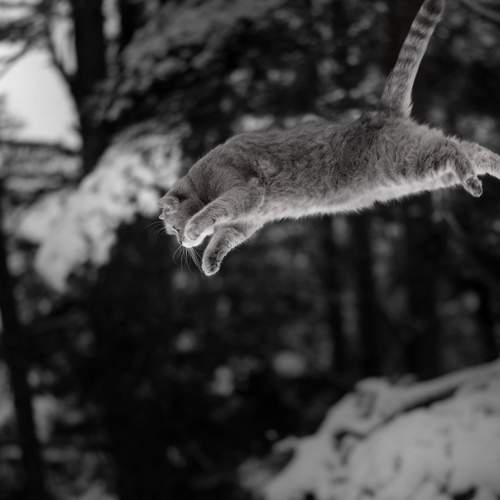 Photo #8683366