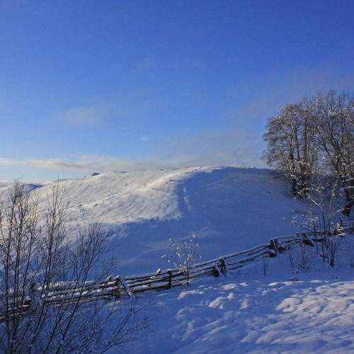 Photo #8683386