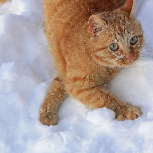 Photo #8683411