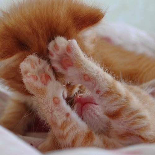 Photo #8683436