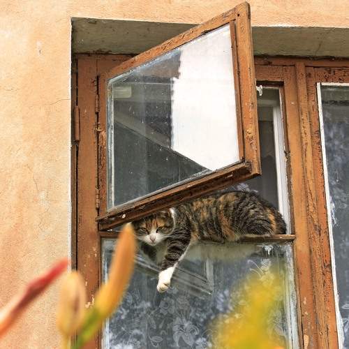 Photo #8683444