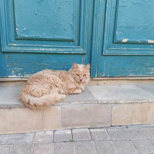 Photo #8684887