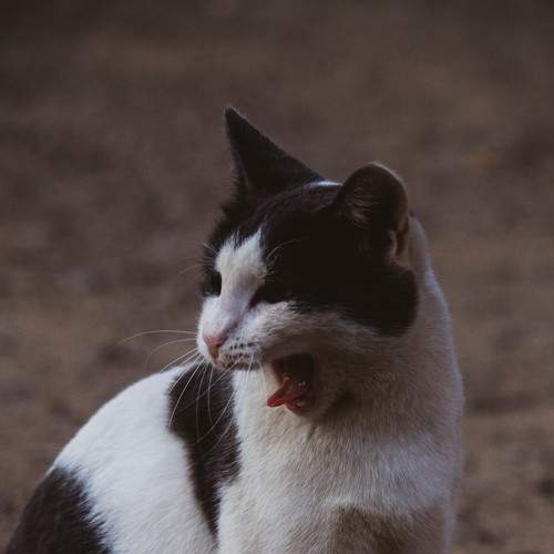 Photo #8685053