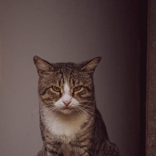Photo #8685057