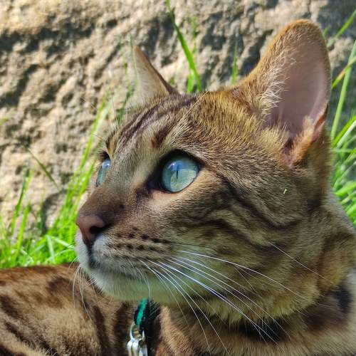 Photo #8685175
