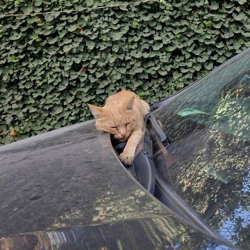 Photo #8685268