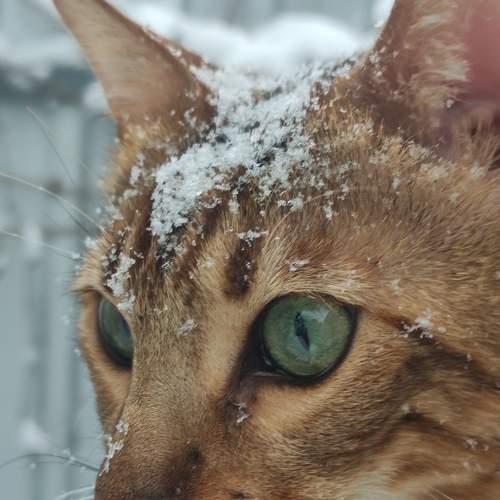 Photo #8685691