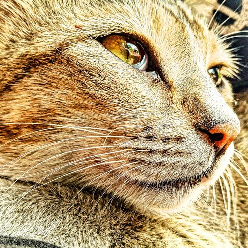 A pussy cat