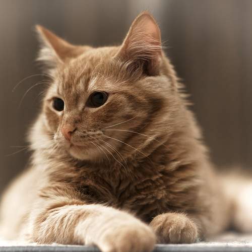 Photo #8686814