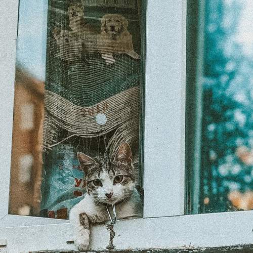 Unknown cat
