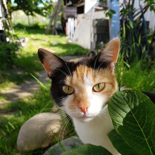 Photo #8687294