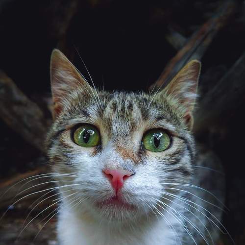 Photo #8687948